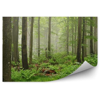 Fototapeta na zeď Zelená lesní mlha