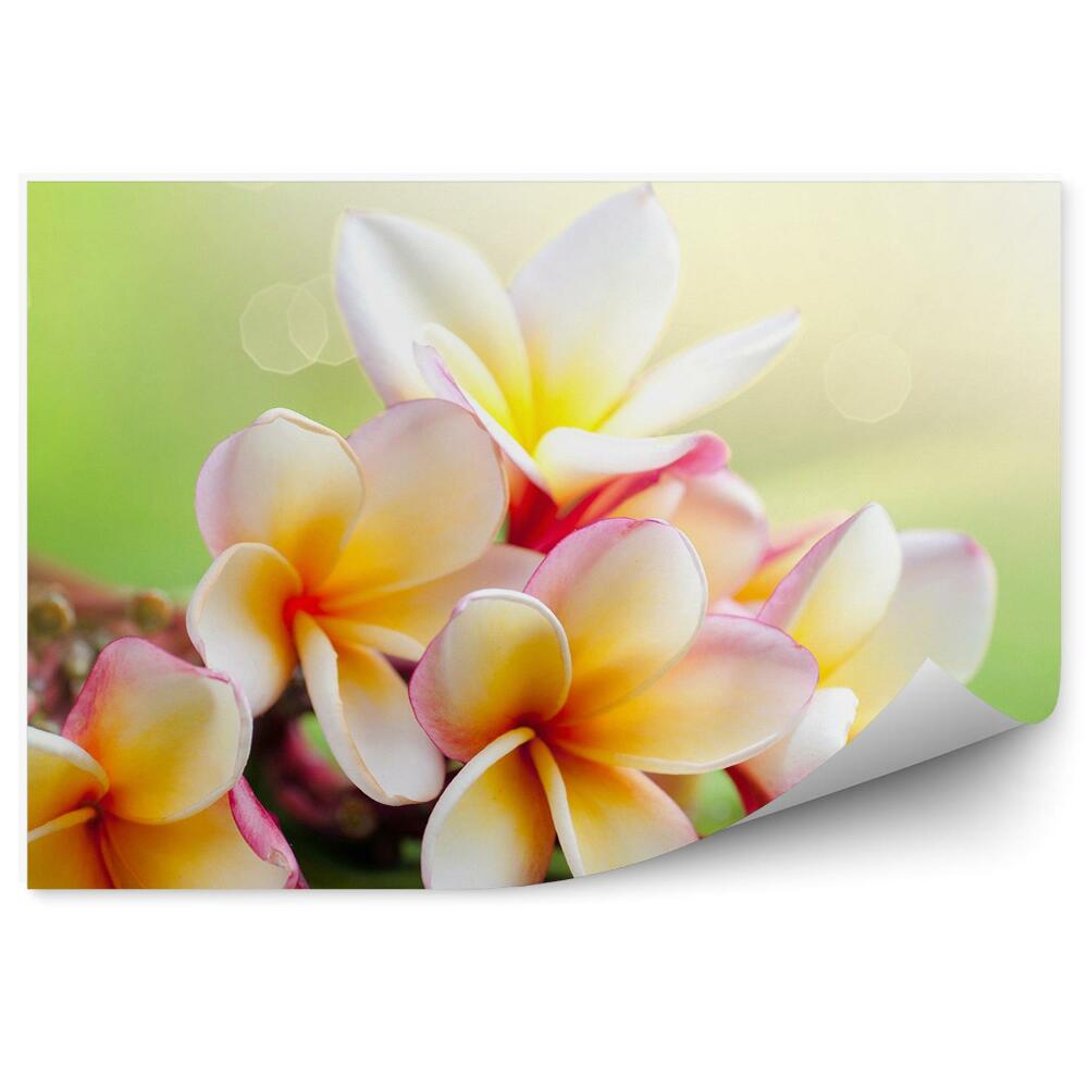 Samolepící fototapeta Tropické květy plumeria zelené pozadí