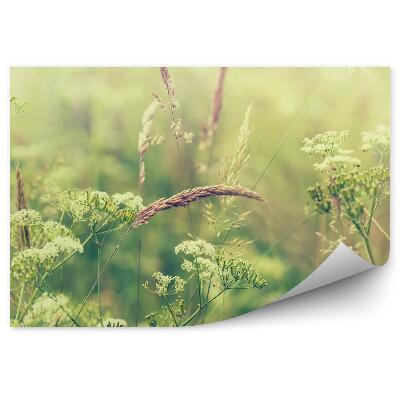 Samolepící fototapeta Kvetoucí travnatá louka