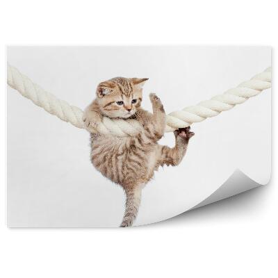 Fototapeta Malá kočka visící na silném bílém laně