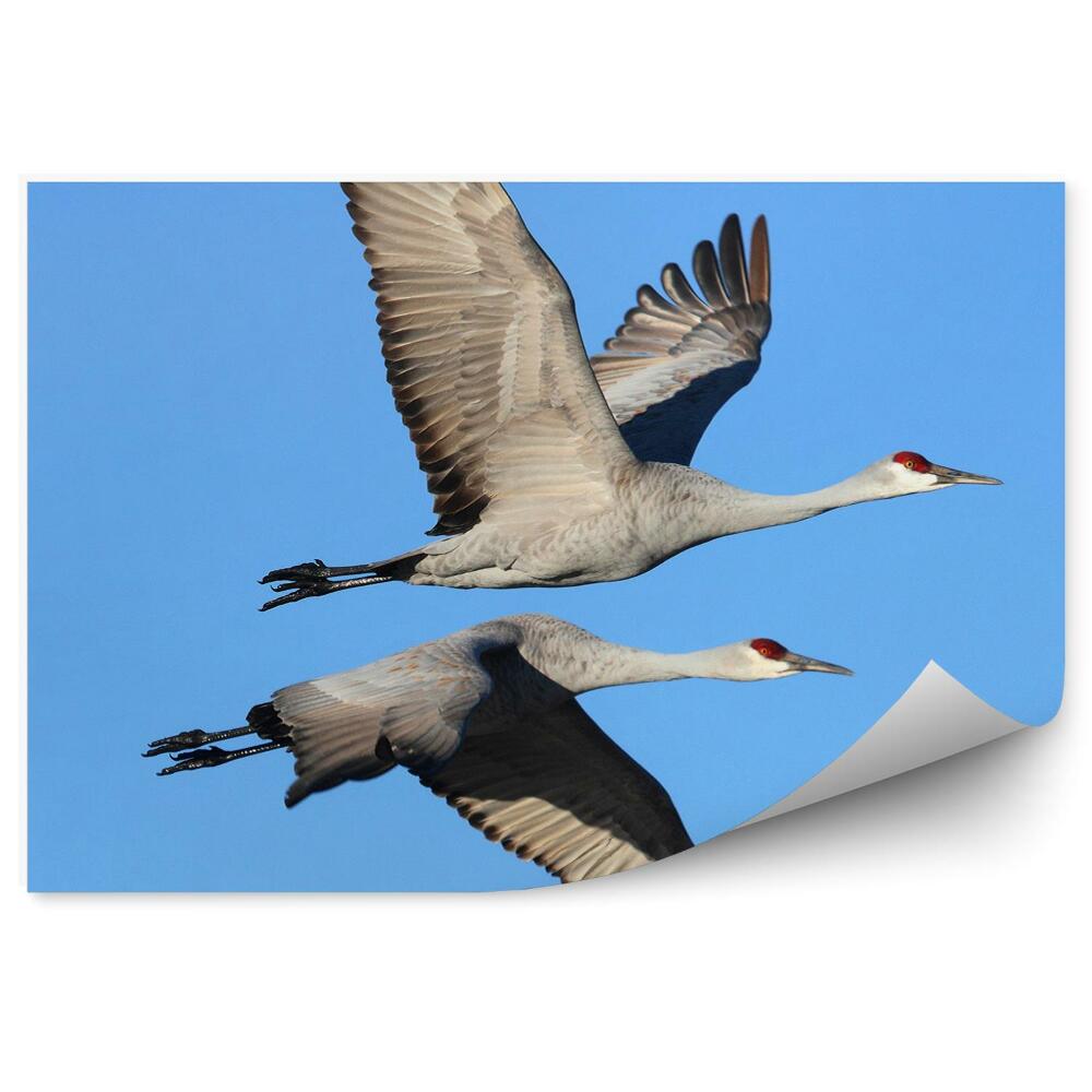 Samolepící fototapeta Letící jeřábi na pozadí modré oblohy