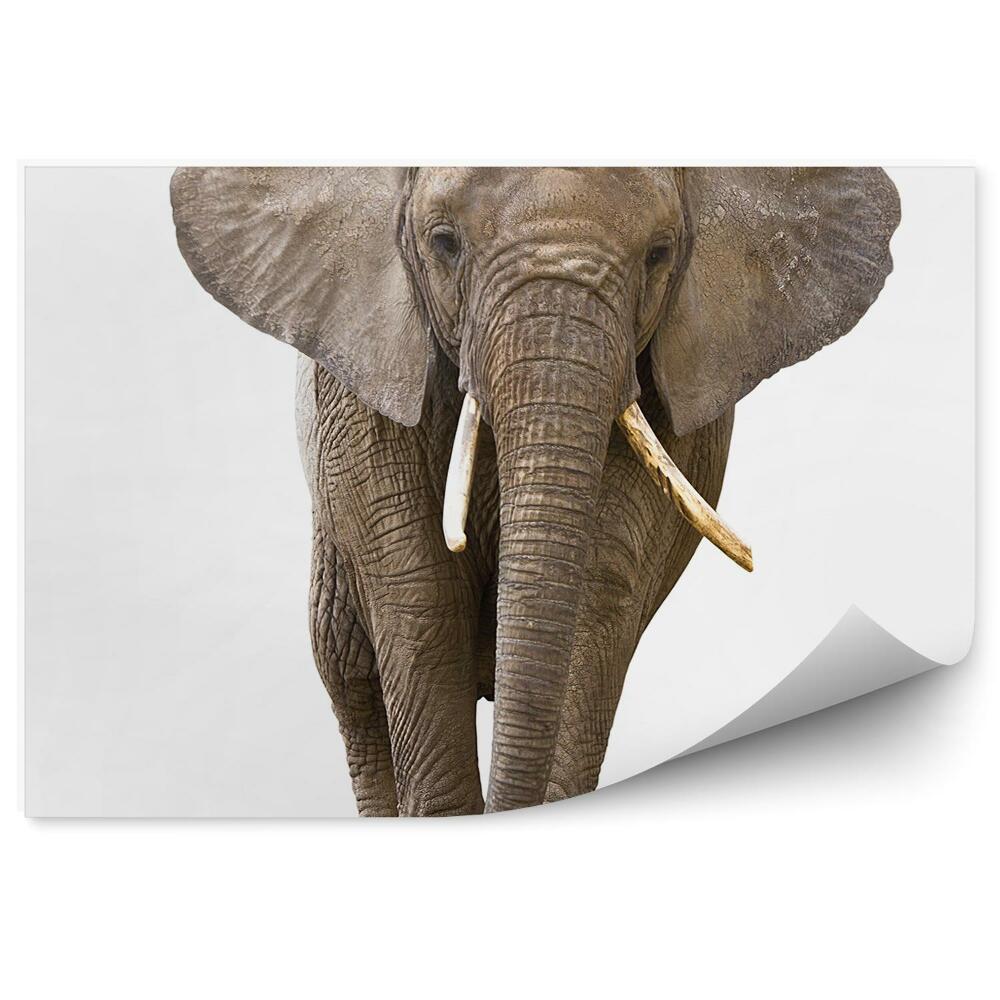 Fototapeta na zeď Slon africký na bílém pozadí
