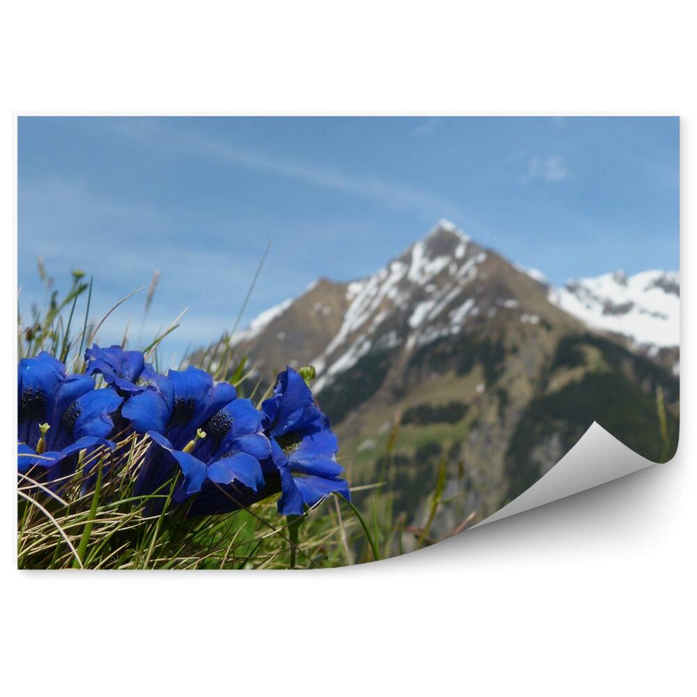 Samolepící fototapeta Mont Blanc hory zimní sníh tráva květiny nebe Alpy