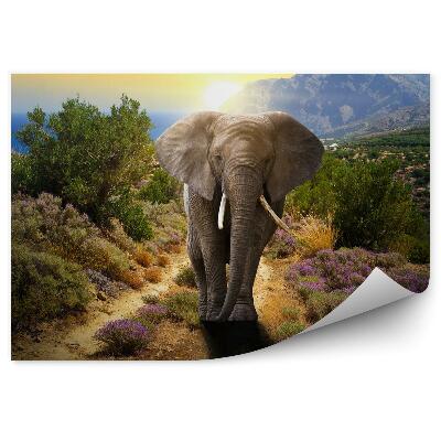 Fototapeta na zeď Slon na silnici při západu slunce