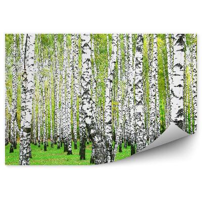 Fototapeta na zeď Bříza bříza lesní tráva flóra