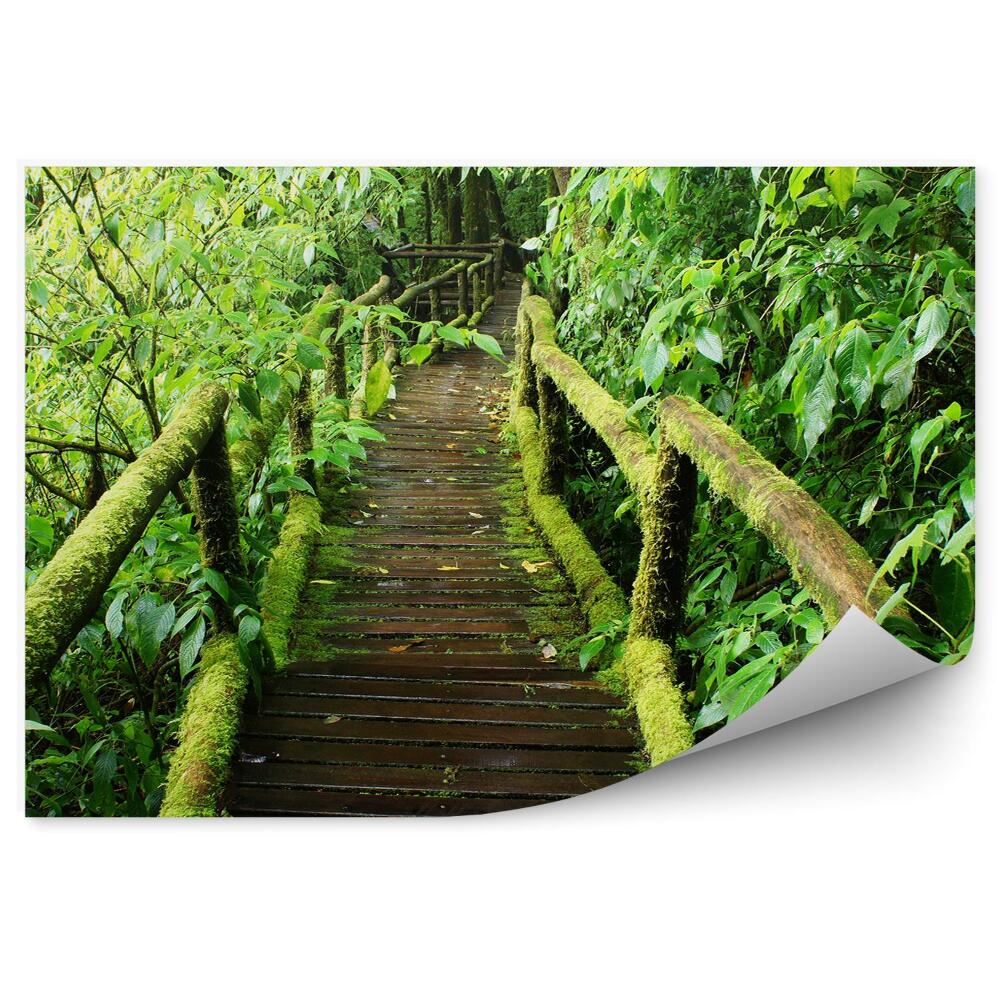 Fototapeta Tropický lesní most zelený