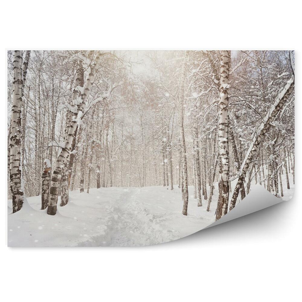 Samolepící fototapeta Pohled na zimní březový les