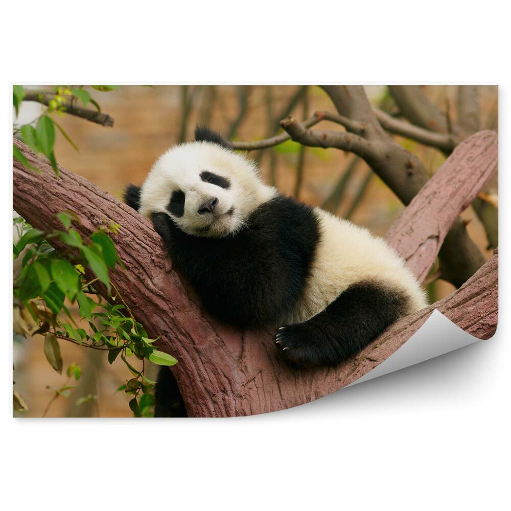 Fototapeta na zeď Spící panda na kládě