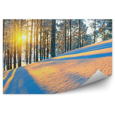 Fototapeta Zimní jehličnatý les východ slunce