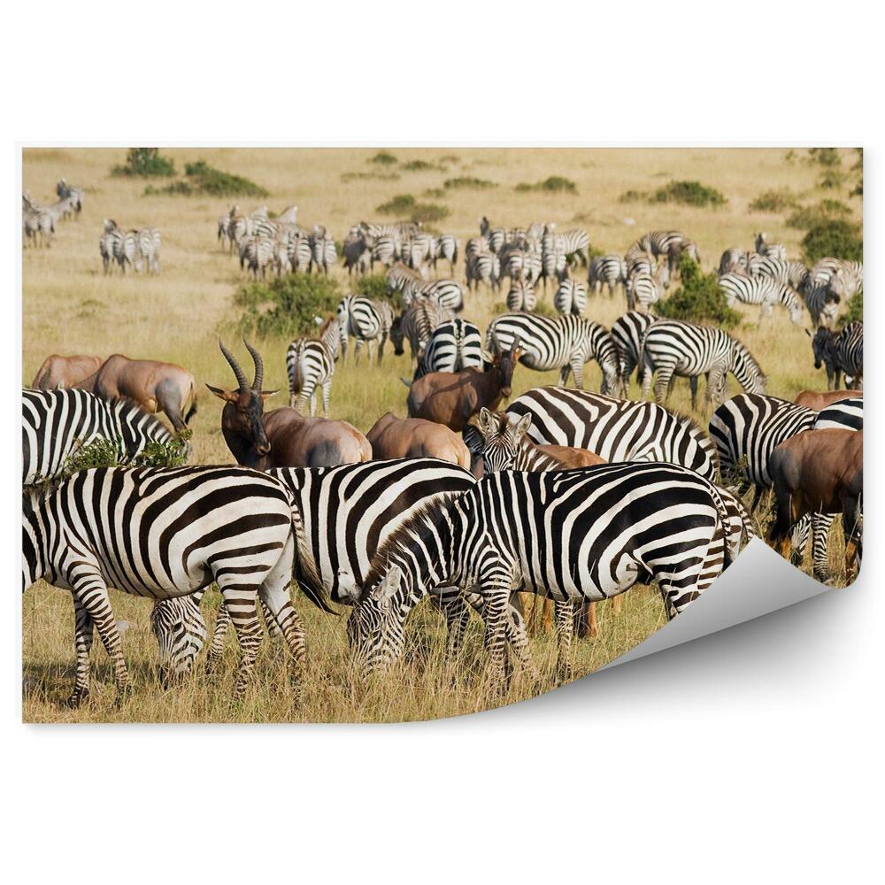 Samolepící fototapeta Velká migrace národní park zvířata zebry