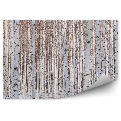 Fototapeta na zeď Panorama lesní stromy větve zimní břízy