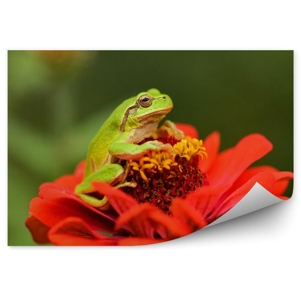 Fototapeta na zeď Zelená žába na červeném květu