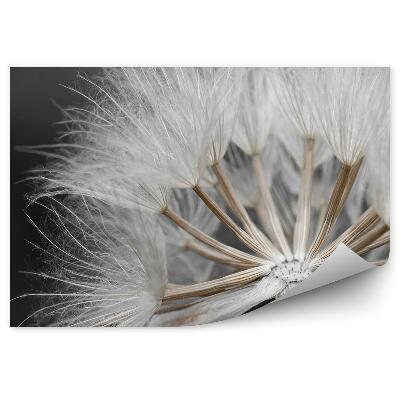 Fototapeta na zeď Semena pampelišky