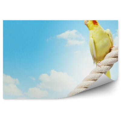 Fototapeta Papoušek nymfa s čepicí na pozadí oblohy