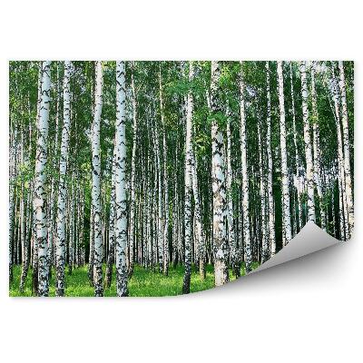 Samolepící fototapeta Bříza bříza lesní tráva příroda