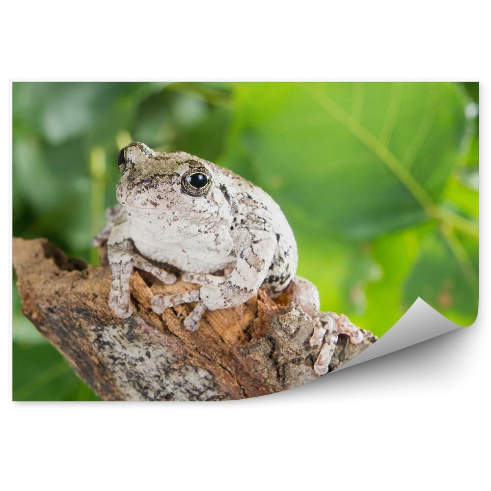 Samolepící fototapeta Šedá stromová žába