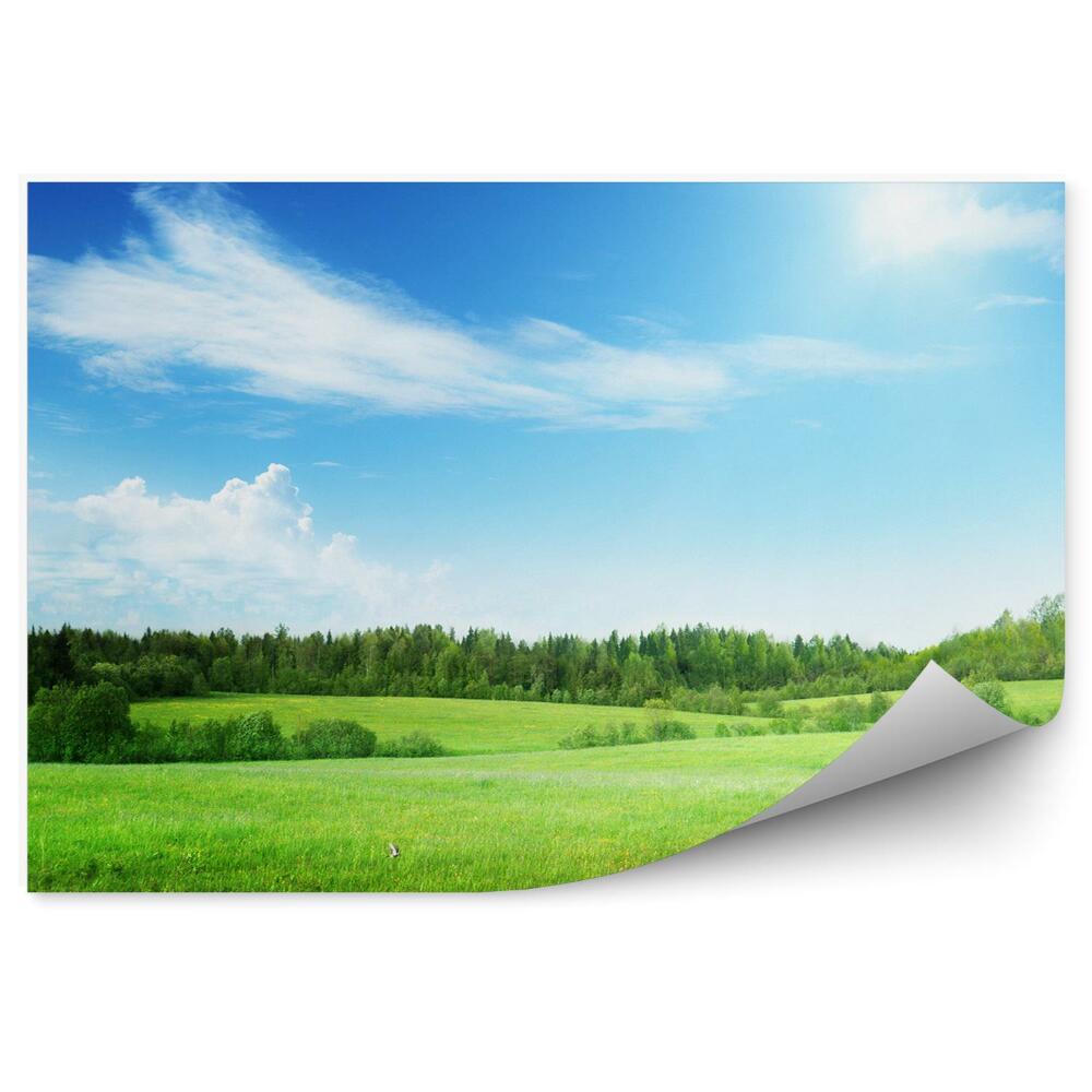 Samolepící fototapeta Pole trávy les stromy zelená modrá obloha