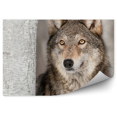 Fototapeta Vlk šedý lesní sníh