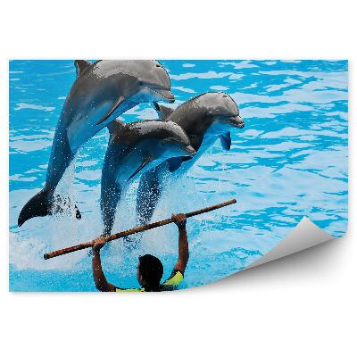 Fototapeta Delfíni a trenér