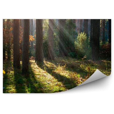 Fototapeta Podzimní lesní mlha