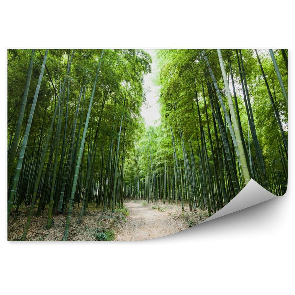 Fototapeta Zelený bambusový les