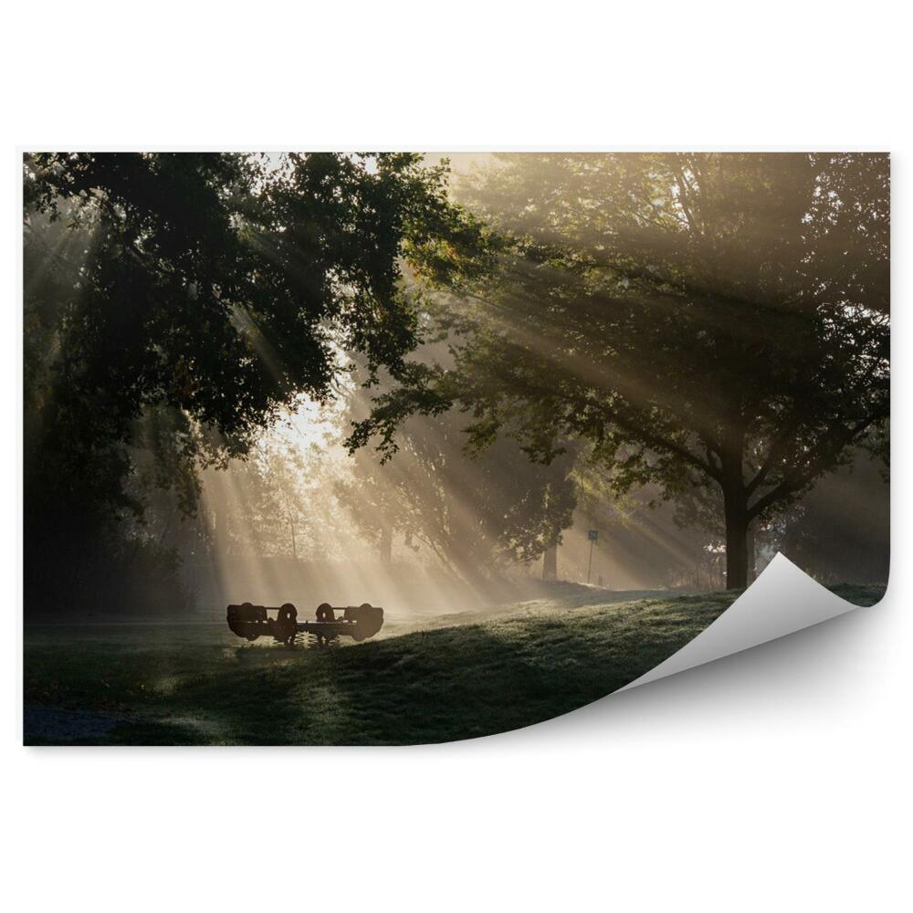 Fototapeta na zeď Krásný pohled na les v mlze