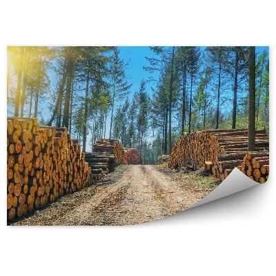 Fototapeta Hromada klád strom lesní cesta silnice