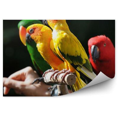 Samolepící fototapeta Barevní malí papoušci