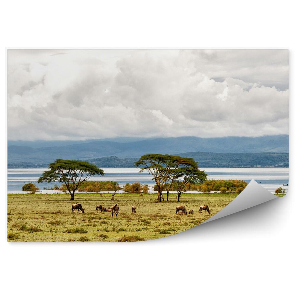 Samolepící fototapeta Kuba baobab ostrov tráva nebe savana