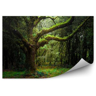 Fototapeta Krásný zelený les