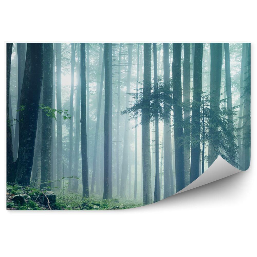 Samolepící fototapeta Lesní krajina mlha zelená tráva
