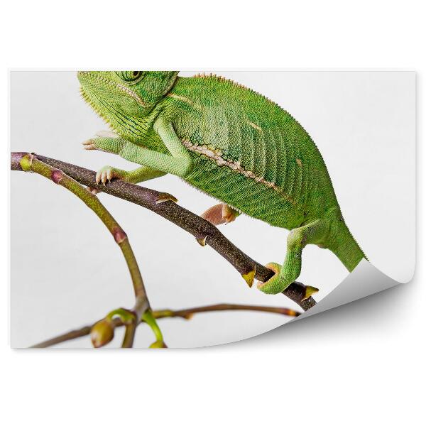 Samolepící fototapeta Chameleon zvířecí větvička zelená