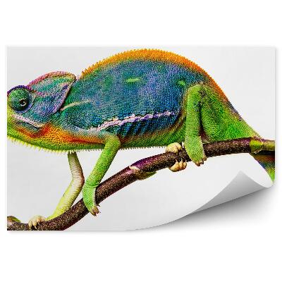 Samolepící fototapeta Barevný chameleon na větvičce