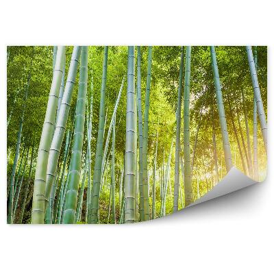 Fototapeta Zelené lesní keře sluneční bambus