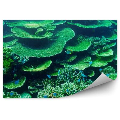 Fototapeta Korálový útes Maledivy zelené ryby