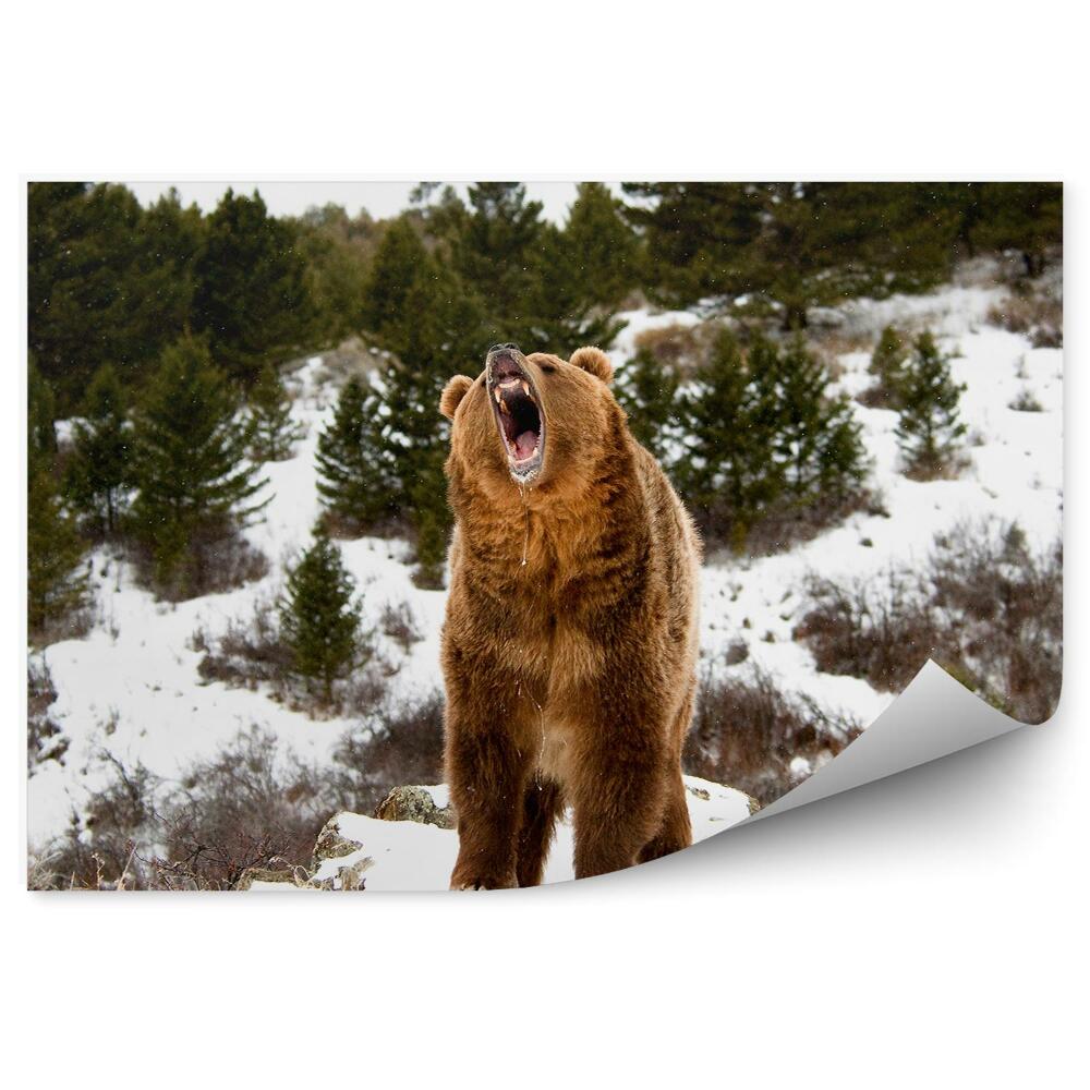 Samolepící fototapeta Řvoucí grizzly v zimním lese