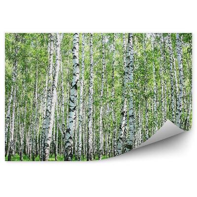 Fototapeta na zeď Březový lesní trávník