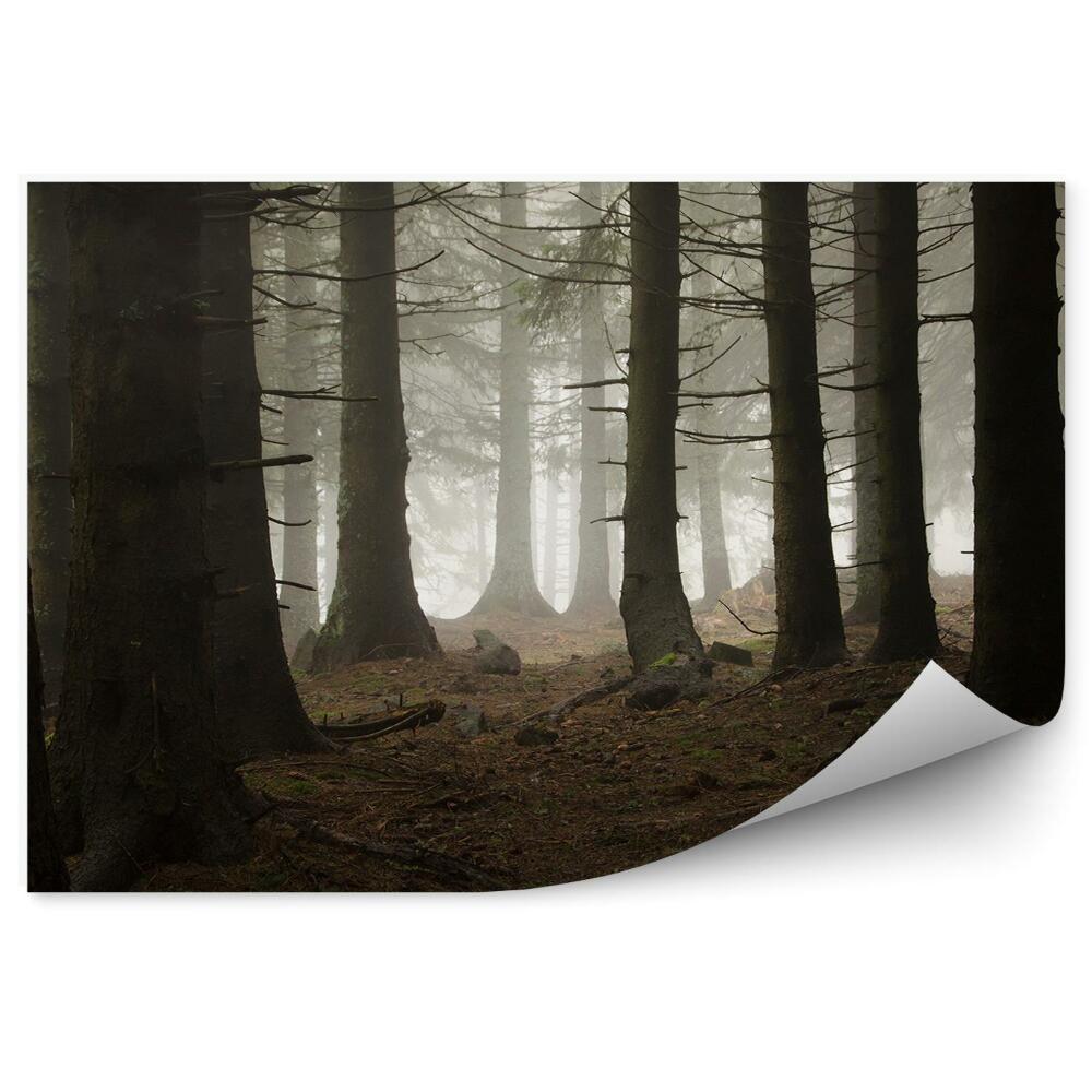 Fototapeta na zeď Podzimní mlha tmavého borového lesa