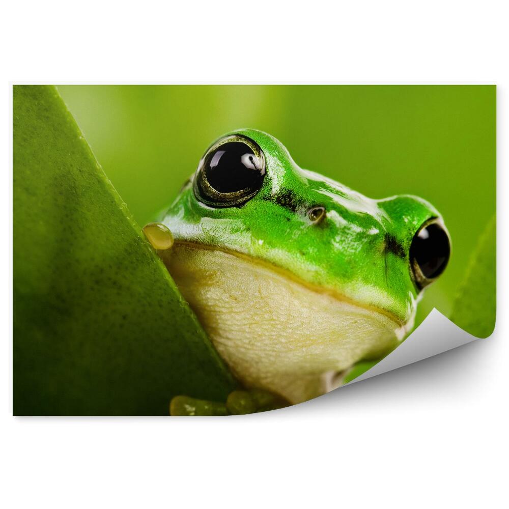 Fototapeta na zeď Žába vyhlížející zpoza listu