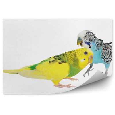 Samolepící fototapeta Barevní papoušci vlnkovaní na bílém pozadí