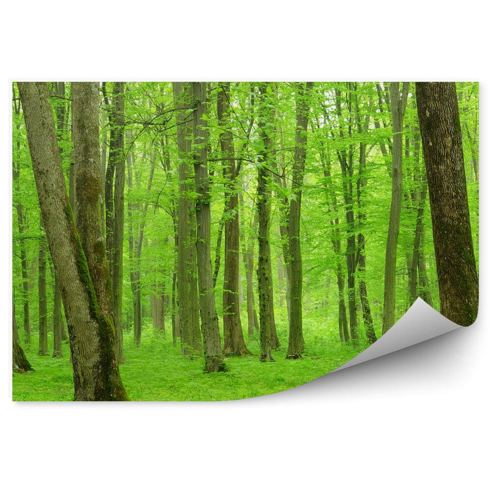 Fototapeta na zeď Svěží zelené lesní stromy příroda