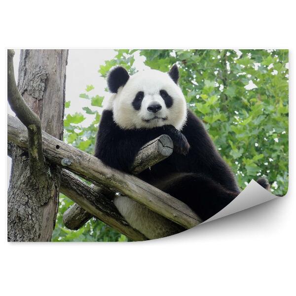 Fototapeta Panda obrovská