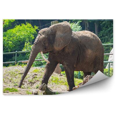 Fototapeta na zeď Slon ve výběhu