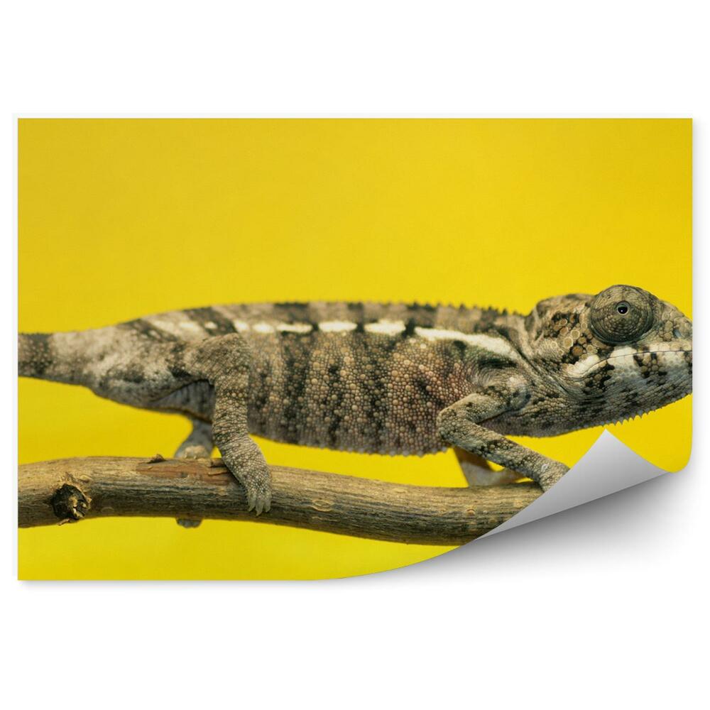 Fototapeta Hnědý chameleon na žlutém pozadí