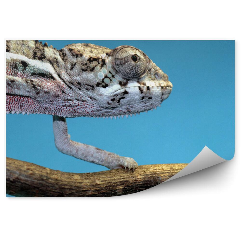 Fototapeta na zeď Chameleon na modrém pozadí
