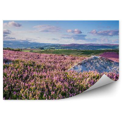 Fototapeta Kopce ve vřesu