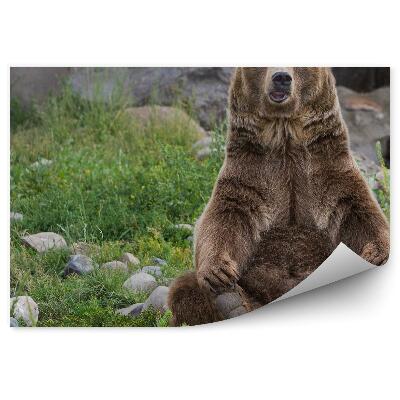 Samolepící fototapeta Sedící medvěd grizzly