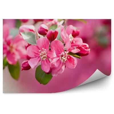 Samolepící fototapeta Růžové jablko květ rostlina růžové pozadí
