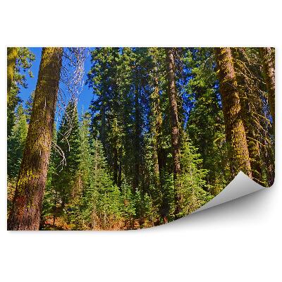 Fototapeta Borový les čisté nebe