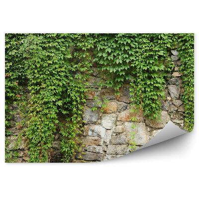 Fototapeta na zeď Stěna stěna břečťan révy